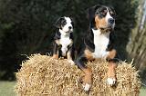 GRAND BOUVIER SUISSE 018